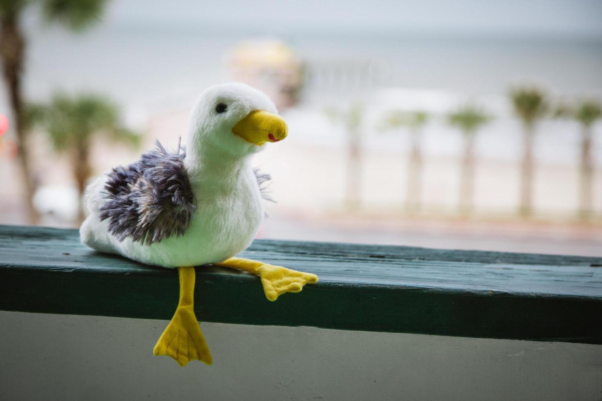 Cdm 303 - Sandy Seashore Solace Galveston Bagian luar foto
